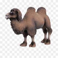 Anyway, the most common domesticated camel is the dromedary camel and it has 1 hump. Bactrian Camel Dromedary Amazon Com Horse Foal Camel Horse Animals Wildlife Png Pngwing