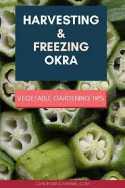 Harvesting okra can be tricky, however, because you have to harvest the pods before they become tough. Can Okra Be Frozen Gardening Channel