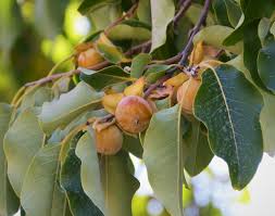 Check spelling or type a new query. Date Plum Kahikatea Farm Certified Organic Nursery And Permaculture Farm