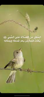 pin by 3no1981 on دروس نوف المنيفي animals bird