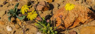 Image result for Othonna carnosa