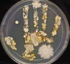 Here's how to make your own bacteria handprint - Vox