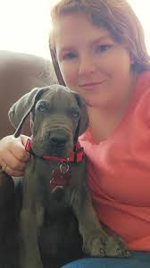 Best pet insurance and why, Go