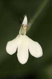 Image result for Rhinacanthus xerophilus