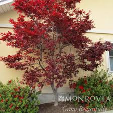 Bloodwood, acer palmatum, coral bark, weeping japanese maple, dwarf varieties, bonsai and how to the japanese maple (acer palmatum) is a fabulous addition to any garden and will grow from 0.5m to 25m offering a splendour of colour with its. Emperor One Japanese Maple For Sale At The Grass Pad