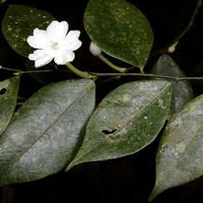 Image result for Dicranolepis