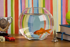 5 out of 5 stars. Fish Tank Decoration Ideas Using Everyday Items Lovetoknow