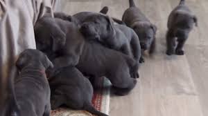 De hector talvart / conjectures et nouvelles conjectures. Enceinte Cette Chienne Cane Corso Bat Un Record En Mettant Bas Une Portee De 19 Chiots