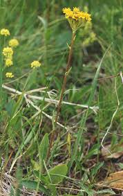 Image result for Senecio milanjianus