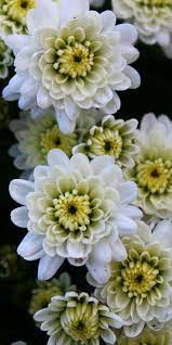 Pin By Ulrika Stahlkrantz On Krizantema Lule Shen Mitri Crysanthemum Flower Chrysanthemum Flower Beautiful Flowers