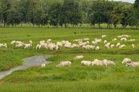 Kami juga menyediakan berbagai genre, seperti bahan coli. Menikmati Hijau Di Sembawa Sumeks Co