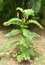 Image result for Cassia sieberiana