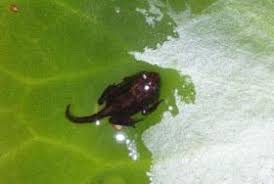 Mamamisas Welt Von Der Kaulquappe Zum Frosch Kaulquappen Frosch Ausdrucken