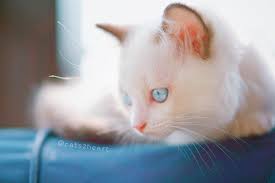 instagram 上的托米 雪莉 s family 透明系小公主jasmine cats animals baby