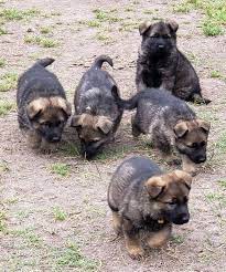 Akc proudly supports dedicated and responsible breeders. German Shepherd Puppies Texas Craigslist The Y Guide