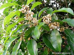 Image result for Mimusops