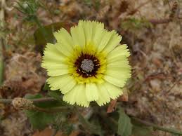 Image result for Tolpis