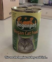 Vegan food vegan recipes vegan chocolate brownies birthday cake cat breakfast desserts tailgate desserts birthday cakes. Vegan Cat Food Bits And Pieces Vegan Cat Vegan Cat Food Funny Cats