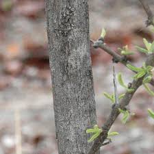 Image result for Rhigozum brevispinosum