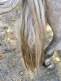Soak thoroughly with knot no more. Natural Method To Untangle A Severely Matted Tail Listen To Your Horse