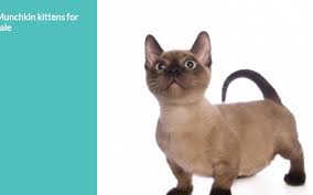 We are a small tica registered cattery located in the beautiful berkeley, ca. Munchkin Cats For Sale Near Me Munchkin Kittens For Sale Near Me