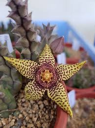 Image result for Euphorbia halipedicola