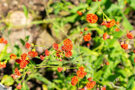 Image result for Emilia coccinea