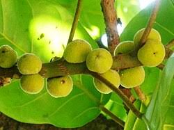 Image result for Ficus lutea