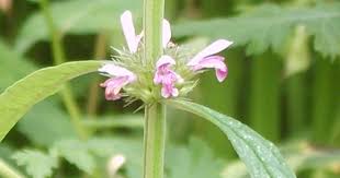 Image result for Leonurus japonicus