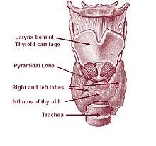 This article describes the anatomy of the head and neck of the human body, including the brain, bones, muscles, blood vessels, nerves, glands, nose, mouth, teeth, tongue, and throat. Thyroid Wikipedia