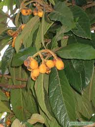 Japanische Wollmispel Eriobotrya Japonica Fruchte Bestimmen Japanische Wollmispel Mispel Fruchte Baumkunde