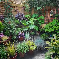 Welcome To The Jungle Tiny Container Garden In Devon Uk Small Front Garden Ideas Uk Garden Ideas Uk Garden Design