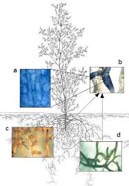 Effects Of Sustainable Management Practices On Fine Root Systems In Willow Salix Viminalis S Dasyclados Grey Alder Alnus Incana And Norway Spruce Picea Abies Stands Semantic Scholar