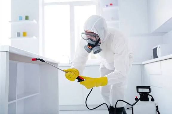 Inspection and Pest Removal