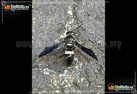 Large black wasp with white stripes. Four Toothed Mason Wasp Monobia Quadridens