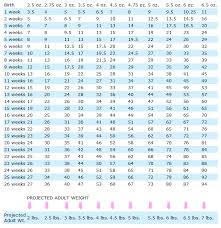 Teacup Yorkie Weight Chart Chihuahua Puppy Weight Chart In