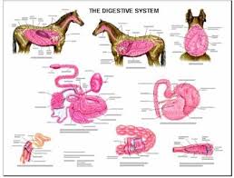 equine digestive anatomy wall chart