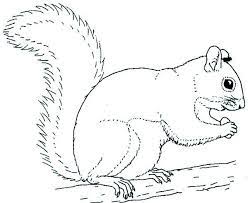 Select from 35450 printable crafts of cartoons, nature, animals, bible and many more. Grey Squirrel Coloring Page Download Print Online Coloring Pages For Free Squirrel Coloring Page Animal Coloring Pages Coloring Pages