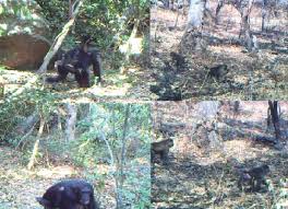 Image result for Grewia rugosifolia