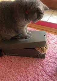 Shhh Only Dreams Now Via R Funny Cats Cute Animals Animals