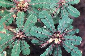 Image result for Biophytum