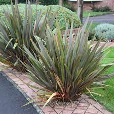 Phormium Tenax New Zealand Flax Architectural Plants New Zealand Flax Plants