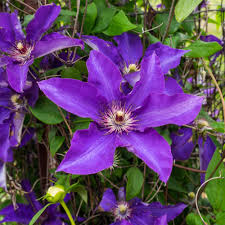 Image result for Clematis pulchra