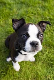15 Best Apartment Dogs For City Dwellers Goruntuler Ile