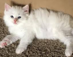 A flame point ragdoll cat is a fancy name for a ragdoll cat that has orangy/reddish colouration on its points instead of the seal markings described in this article. Ragdoll Breed Characteristics And Information Iamcasper