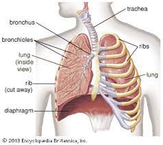40 yrs.ago i broke two ribs and had a hole between them which 2 lipomas were coming out. What Is The Function Of The Ribs In The Respiratory System Socratic