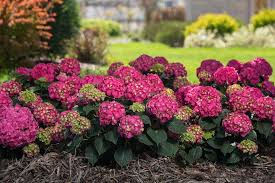 Plum passion improved 5 gal $62.99 hydrangea aspera villosa 1 gal $19.99 hydrangea aspera villosa 10 gal $79.99 hydrangea blue enchantress 1 gal $24.99 10 Stunning Hydrangea Varieties You Need To Know About