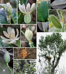Image result for Magnoliaceae