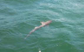 Amator Olta Balikciligi Kopek Baligi Mustelus Mustelus