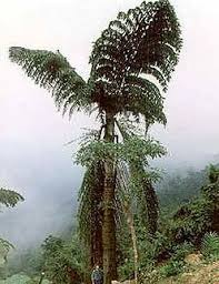 Image result for Caryota